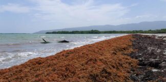 Desarrollan tecnología para convertir el sargazo en productos industriales