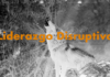 Cuando una nación se encuentra en el inquietante punto, de que sí no cambia sus estructuras y modifica radicalmente su liderato, empuja a que se presente un líder disruptivo que estremezca y recomponga su existencia. Lo que le está ocurriendo a EEUU y lo que con urgencia necesita República Dominicana