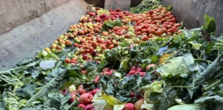 República Dominicana, entre los países que más alimentos desperdician en América Latina, según la FAO