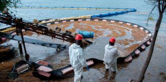 Autoridades y generadoras se preparan ante nueva oleada de sargazo