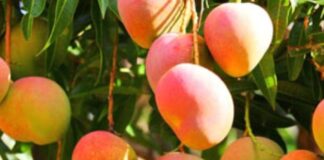 Estados Unidos suspende importaciones de mango de República Dominicana por incumplimiento dominicano y fallas en Agricultura