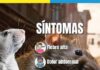 ¿Ahora en la policía hay muertes por leptospirosis?