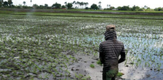 El «efecto PRM». «No hay agrónomos en el campo»: el grito recurrente en los campos de cultivos nacionales