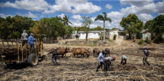 Organización exige que EE UU prohíba importaciones por trabajo forzoso en campos de caña de azúcar dominicanos (Central Romana)
