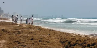 México invertirá US$115 millones para frenar el avance del sargazo en el Caribe
