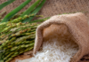 Por culpa de Hipólito, desde el 2004. ANPA: República Dominicana no está preparada para enfrentar exigencias de EEUU en producción de arroz