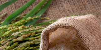 Por culpa de Hipólito, desde el 2004. ANPA: República Dominicana no está preparada para enfrentar exigencias de EEUU en producción de arroz