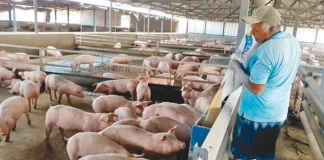 APROPORC RD Productores de cerdos del país con el grito al cielo, ¿qué está pasando?