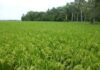 El Arroz y la OECD