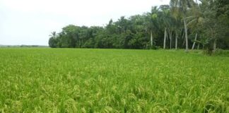 El Arroz y la OECD