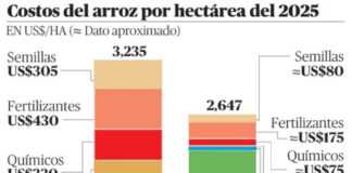 Diferencia de precios. Cifras muestran progreso y rezago del arroz dominicano. Productividad por hectárea y el costo por tonelada, sus dos retos