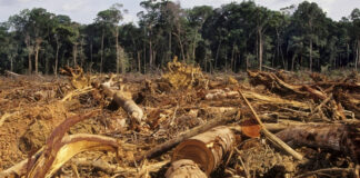 La motosierra no da tregua a los árboles. No se cumple el mínimo de nueve metros cuadrados de área verde por habitante. Ingenieros y empresas constructoras primeros culpables y la corrupción en los ayuntamientos